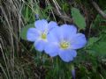 Linum alpinum